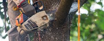 Best Stump Grinding and Removal  in Bulverde, TX