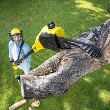 Best Grass Overseeding  in Bulverde, TX