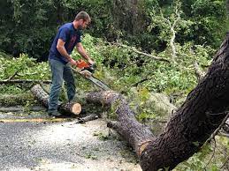Best Root Management and Removal  in Bulverde, TX
