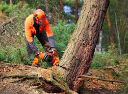 Best Tree Disease Treatment  in Bulverde, TX