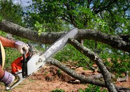  Bulverde, TX Tree Services Pros