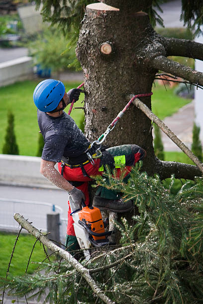 Best Tree Trimming and Pruning  in Bulverde, TX