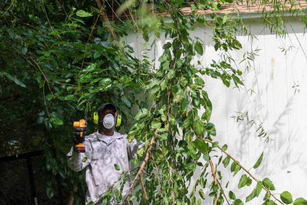 How Our Tree Care Process Works  in  Bulverde, TX