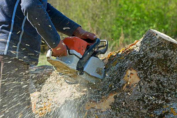 Best Storm Damage Tree Cleanup  in Bulverde, TX