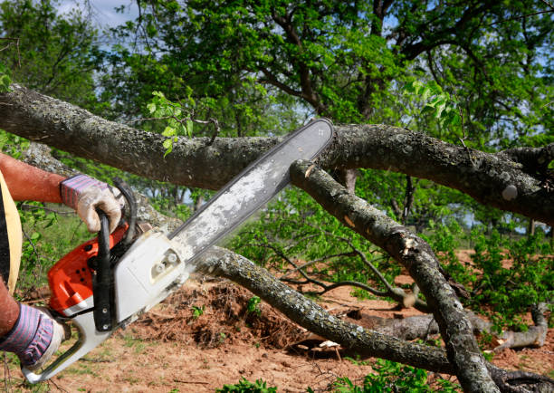 Reliable Bulverde, TX Tree Services Solutions